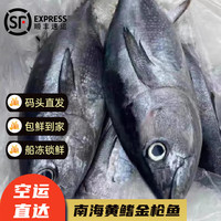 源外园 整条金枪鱼 国产黄鳍金抢金枪生鲜鱼刺身吞拿鱼 25-30斤
