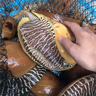 源外园  鲜活椰子螺 大海螺大黄螺肉螺 1斤