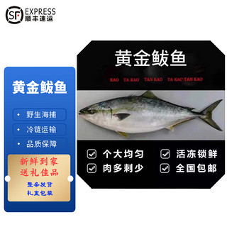 源外园 特大黄金鲅鱼  新鲜速冻  8-26斤 生鲜海鲜水产 24-26斤(一条净重)