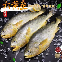 鲜闻果新鲜黄花鱼海鱼生鲜海鲜水产鲜活冷冻深海鲜美大黄花鱼 甄选黄花鱼4条每条400-500g