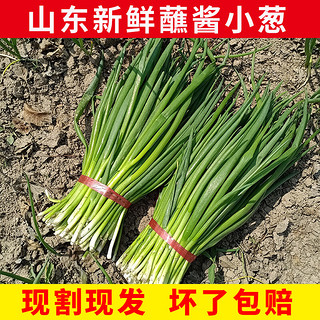 青樱红荔山东现割农家蔬菜带根香葱蘸酱葱可吃可种小葱苗子 500g