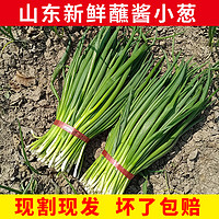 青樱红荔山东现割农家蔬菜带根香葱蘸酱葱可吃可种小葱苗子 1000g