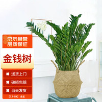 墨一发财树盆栽大棵绿植花卉室内客厅大型 金钱树0.8-1米草编盆