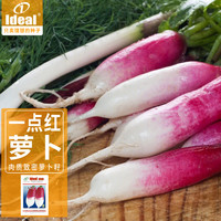 IDEAL理想农业 萝卜种子红萝卜阳台盆栽蔬菜种子四季蔬菜种籽15g*1袋
