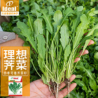 IDEAL理想农业 荠菜种子阳台盆栽春秋易种植蔬菜种子荠菜种籽10g*1袋