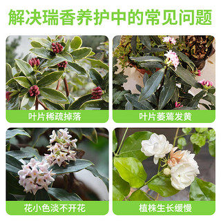 德沃多肥料瑞香专用型植物营养液500ml养花肥料园艺种植通用氮磷钾复合肥