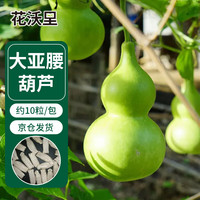 花沃里大亚腰葫芦种子10粒 花卉种子草籽家庭盆栽阳台办公庭院花坛种植