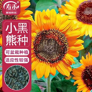 寿禾 向日葵种子观赏花卉太阳花花籽 向日葵种子(小黑熊)200粒/袋