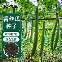 花沃里香丝瓜50粒/包 蔬菜种子四季菜种籽速成菜阳台种菜盆栽土庭院田间