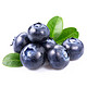 新鲜国产蓝莓  生鲜新鲜水果 12盒*125g  中果