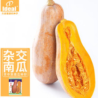 IDEAL理想农业 南瓜种子甜南瓜种子阳台蔬菜种籽早熟南瓜种籽10g*1袋