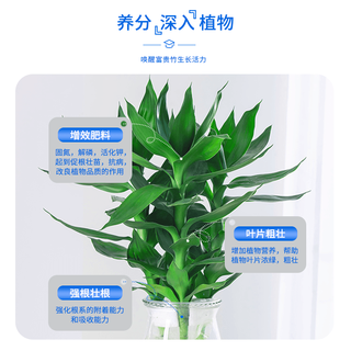 星宸花草博士富贵竹营养液肥料专用肥观音竹科养花家用植物花肥水培通用有机肥 富贵竹专用营养液300g*1