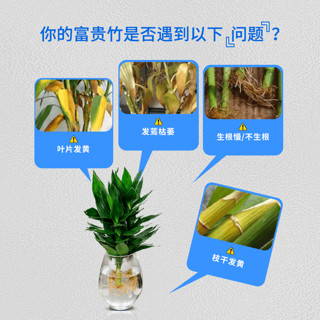 星宸花草博士富贵竹营养液肥料专用肥观音竹科养花家用植物花肥水培通用有机肥 富贵竹专用营养液300g*1