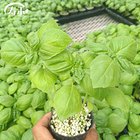 寿禾 shouhe 花苗薄荷苗盆栽室内室外 九层塔苗5棵