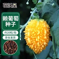 花沃里赖葡萄约20粒/包 蔬菜种子水果盆栽阳台种菜土四季菜籽阳台庭院种