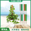 德沃多 DEWODUOFEILIAO棕色椰棕棒50cm*2盆栽花卉龟背竹固定架铁线莲绿萝爬藤支架攀爬架