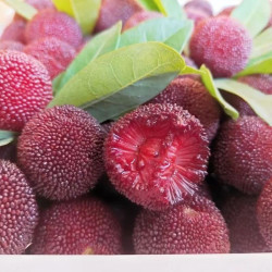 甜艾妮福建漳州杨梅新鲜水果杨梅鲜果杨梅3斤装