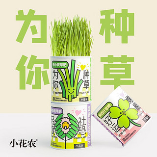 尚洋绿植盆栽种植物阳台室内办公室水培花卉绿萝盆景儿童神奇罐头植物 为你种草(小麦草)罐头种植