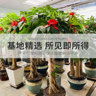 墨一发财树盆栽大棵绿植花卉室内客厅大型 辫子发财树1.2-1.4m草编盆