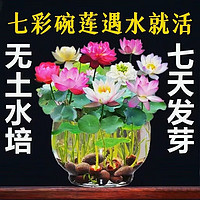 花芊茗 水培碗莲种子 约30颗 （已开口）