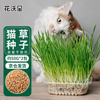 花沃里猫草种子50g*2包小麦草籽 花种子水培盆栽土太阳花卉种子阳台庭院