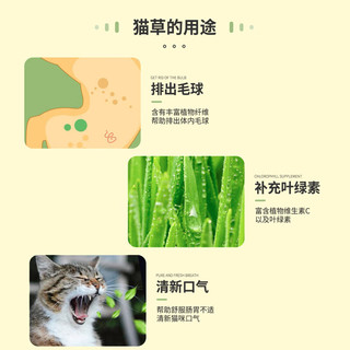 花沃里猫草种子50g*2包小麦草籽 花种子水培盆栽土太阳花卉种子阳台庭院
