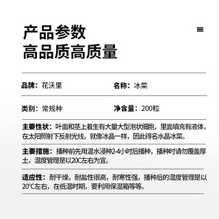 花沃里 冰菜种子200粒/包 蔬菜种子盆栽阳台种菜土四季菜籽阳台/庭院种植