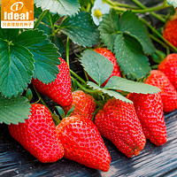 Ideal 理想农业 奶油草莓种子500粒*1袋