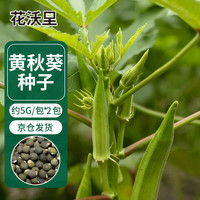 花沃里 黄秋葵种子5克*2包 蔬菜种子盆栽阳台种菜土四季种庭院/田间种植