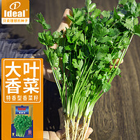 IDEAL理想农业 大叶香菜种子四季蔬菜种子阳台蔬菜香菜种籽250g*1袋