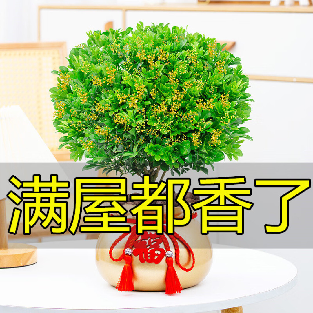夏季打造阳台花园,就养7种“新宠花”,越热越爱长,越晒越开花