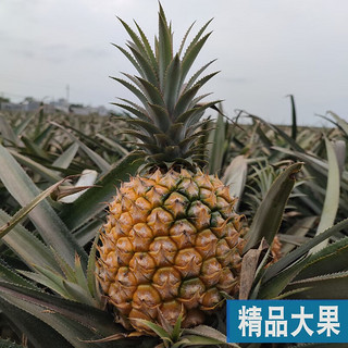 粤品广东徐闻香水菠萝正宗新鲜水果应当季手撕金钻凤梨金菠萝整箱 徐闻香水菠萝4.5斤大果