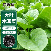 花沃里大叶木耳菜3g/包*2包 蔬菜种子家庭盆栽阳台办公庭院田间种植菜籽
