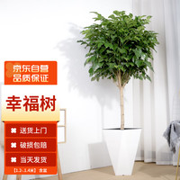 MOYi 墨一 幸福树盆栽大棵绿植花卉室内客厅大型绿植 幸福树1.2-1.4m含盆