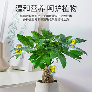 尚洋发财树植物营养液免稀释500mL+生根液50mL园艺绿植盆栽液体花肥料