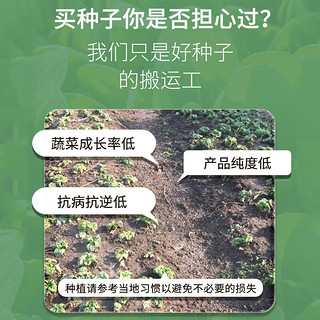 花沃里旱黄瓜种子50粒/包 蔬菜种子水果家庭盆栽阳台办公庭院花坛盆栽