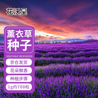 花沃里薰衣草种子1g约700粒花卉种子家庭盆栽种籽阳台/办公室/庭院草籽