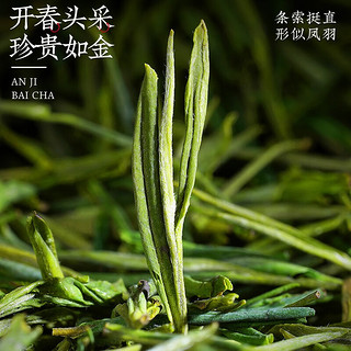 陈一凡 正宗安吉白茶 绿茶2023新茶明前春茶珍稀茶叶自己喝礼盒装250g