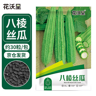 花沃里八棱丝瓜约30粒/包 蔬菜种子四季菜种籽速成菜阳台盆栽庭院田间种