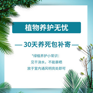 劉閣蘭花兰花苗建兰荷瓣君荷不带花苞出售浓香绿植物花卉盆栽 2苗连体裸根