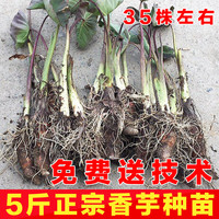姜芮新鲜乐昌张溪香芋头苗 炮弹芋头种子 农家新鲜芋 芋头苗