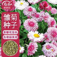 寿禾 雏菊种子复瓣易种阳台盆栽花卉种籽 雏菊种子(重瓣混色)1000粒