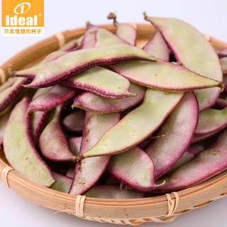 IDEAL理想农业 扁豆种子大刀豆籽种子四季架豆扁豆阳台蔬菜种子10g*1袋