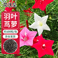 花沃里羽叶茑萝100粒/包 花卉种子四季花种家庭盆栽土阳台庭院花坛种植