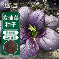 花沃里紫油菜5g/包 蔬菜种子盆栽阳台种菜土四季菜籽阳台/庭院田间种植