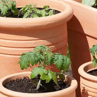 花沃里盆栽小番茄西红柿种子100粒/包*2包 蔬菜种子盆栽红珍珠阳台庭院