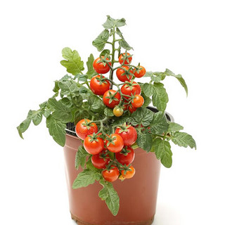 花沃里盆栽小番茄西红柿种子100粒/包*2包 蔬菜种子盆栽红珍珠阳台庭院