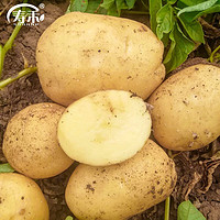 寿禾shouhe 黄心土豆种子山东原种春季蔬菜 原种黄心土豆种子 3斤