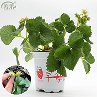 寿禾shouhe奶油草莓苗带土带盆  奶油草莓苗 1棵