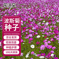 花沃里波斯菊花种子10g约1200粒 花卉种子家庭盆栽花籽阳台办公庭院草籽